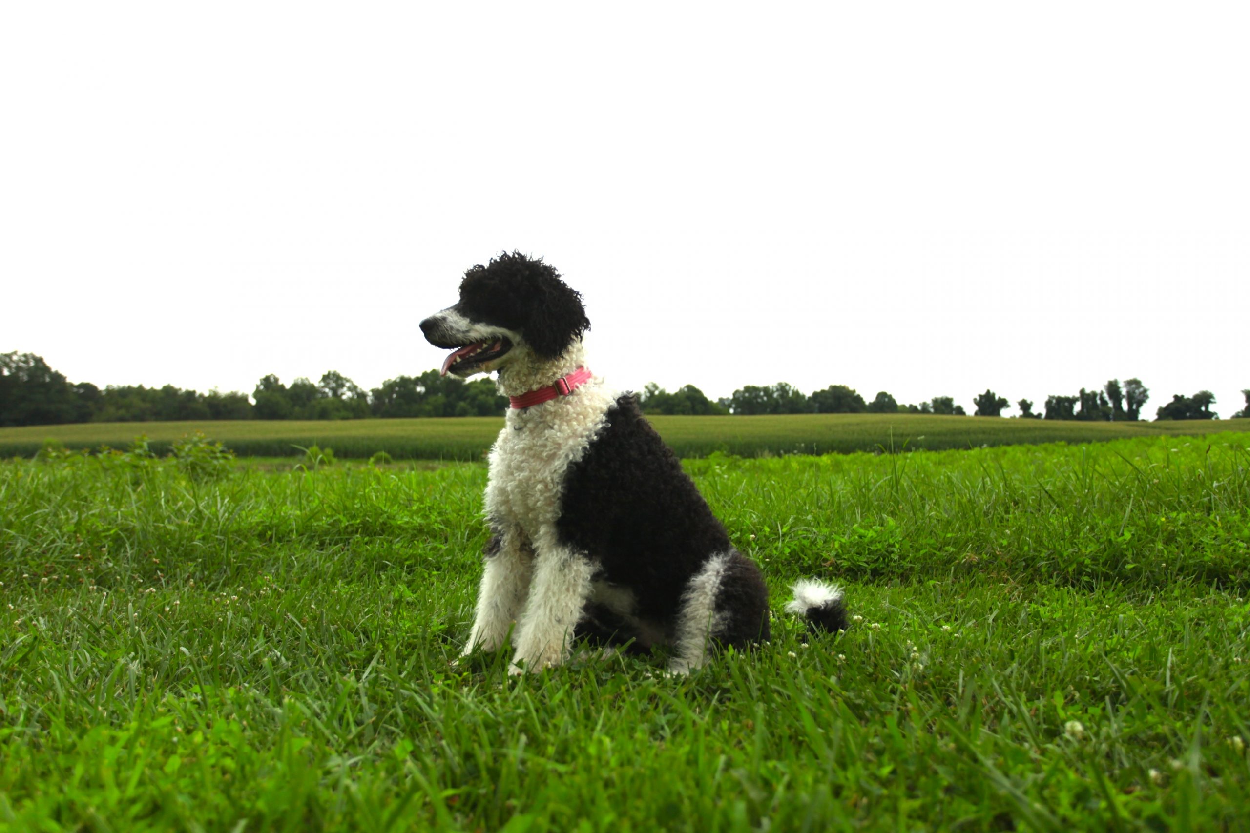 Capitol Heartford O Amor