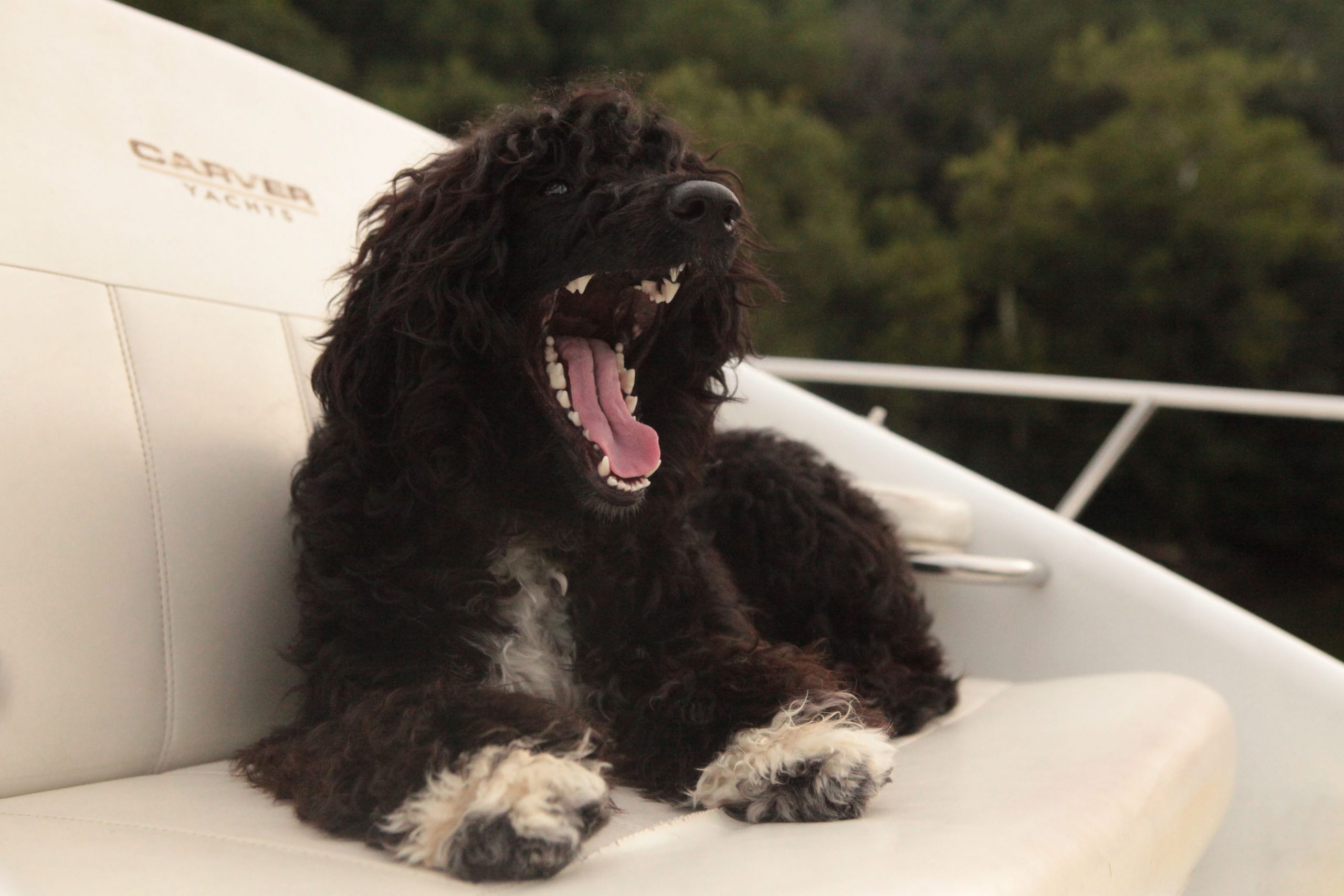 Capitol Marina O Bela Luar