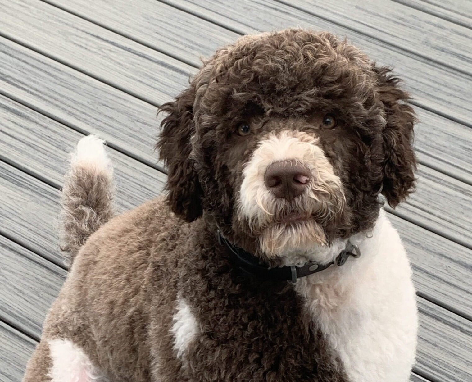 Capitol Jacques O Brincalhão