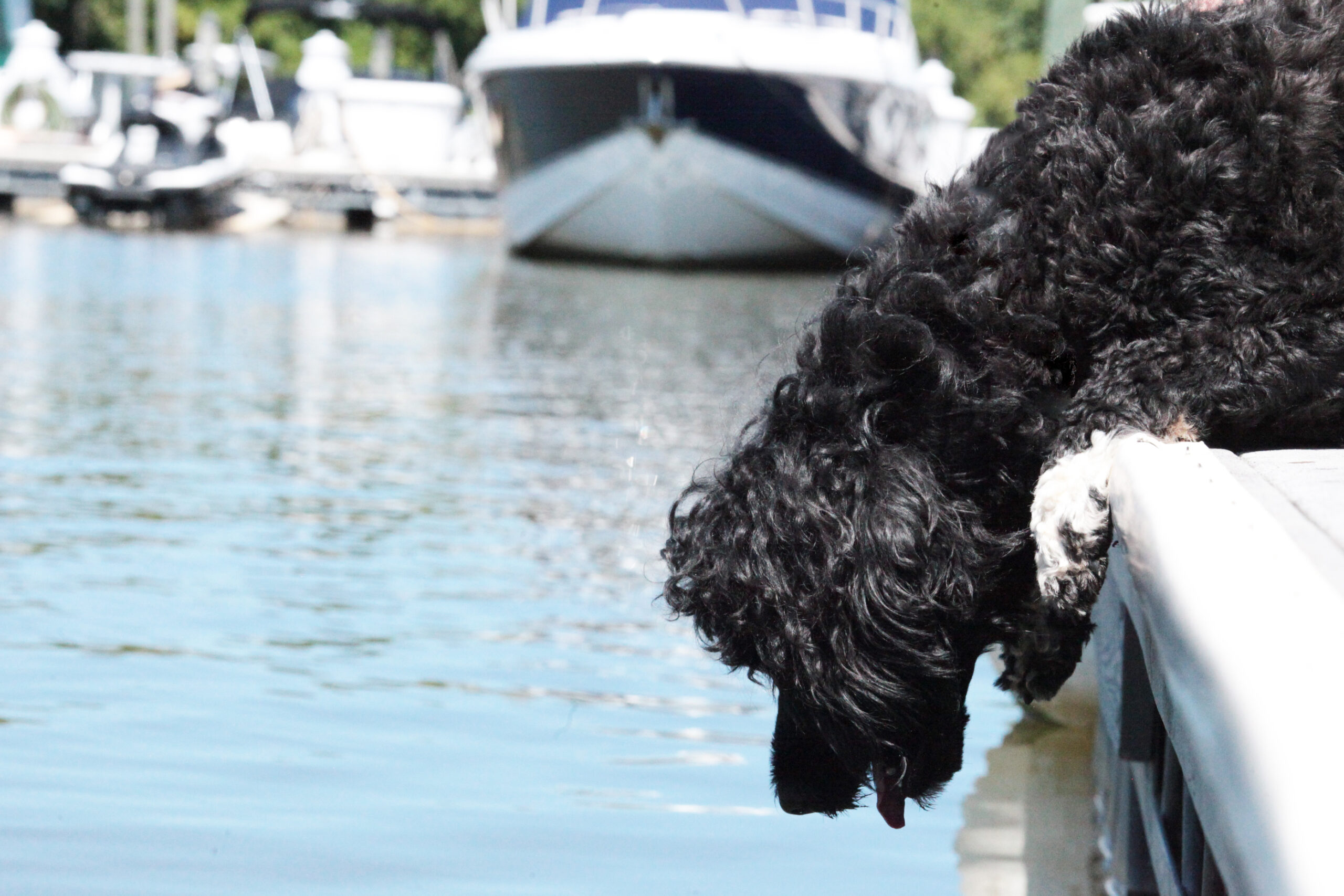 Capitol Marina O Bela Luar