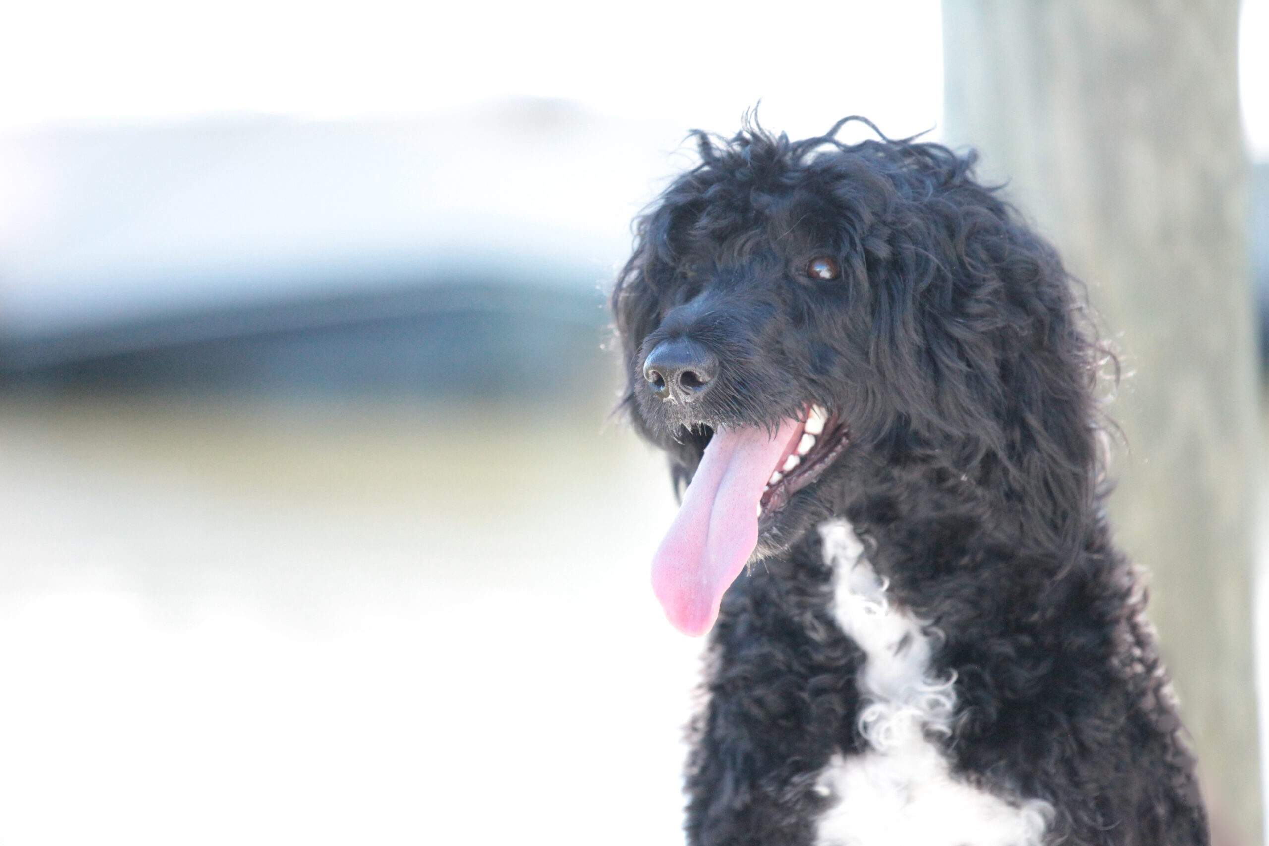 Capitol Marina O Bela Luar