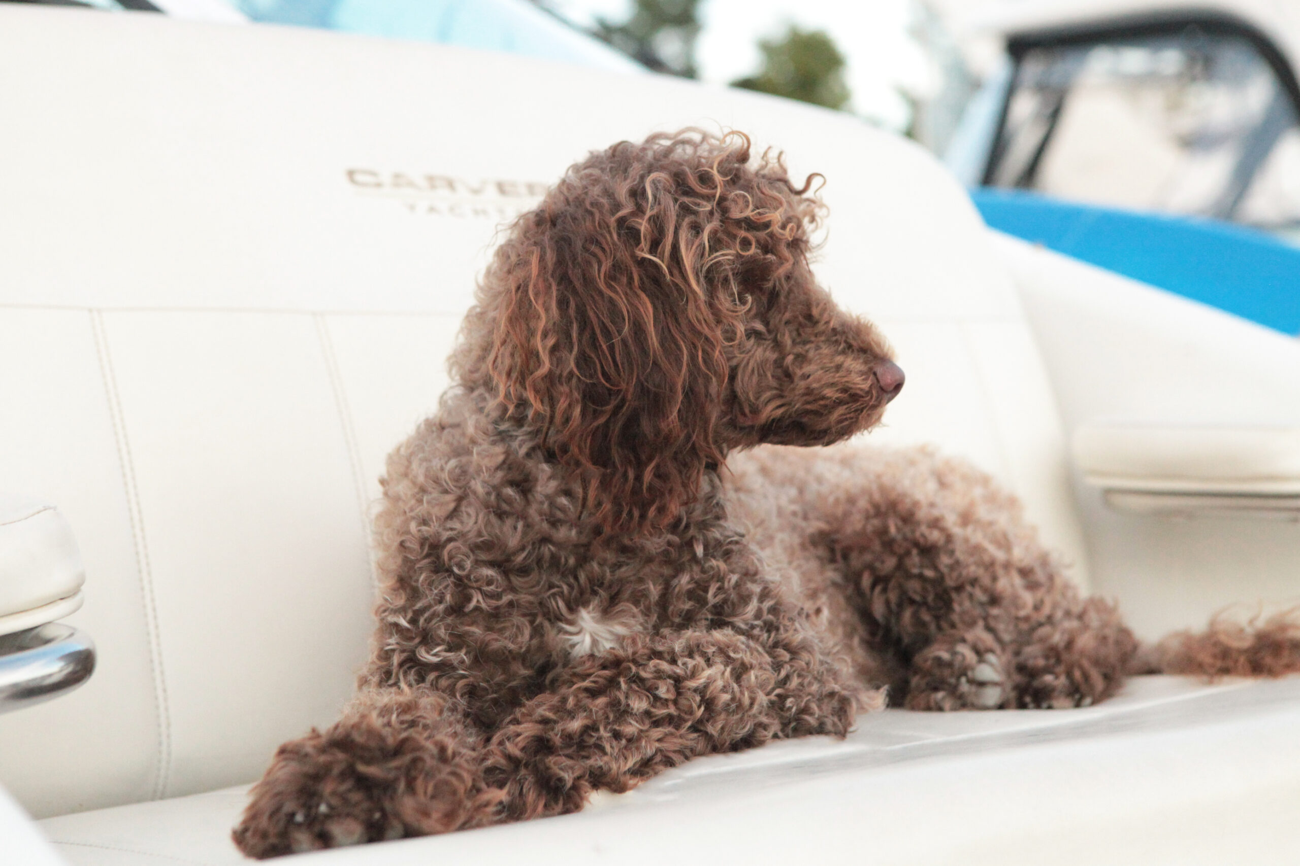 Capitol Pradaria O Mae Amarelo