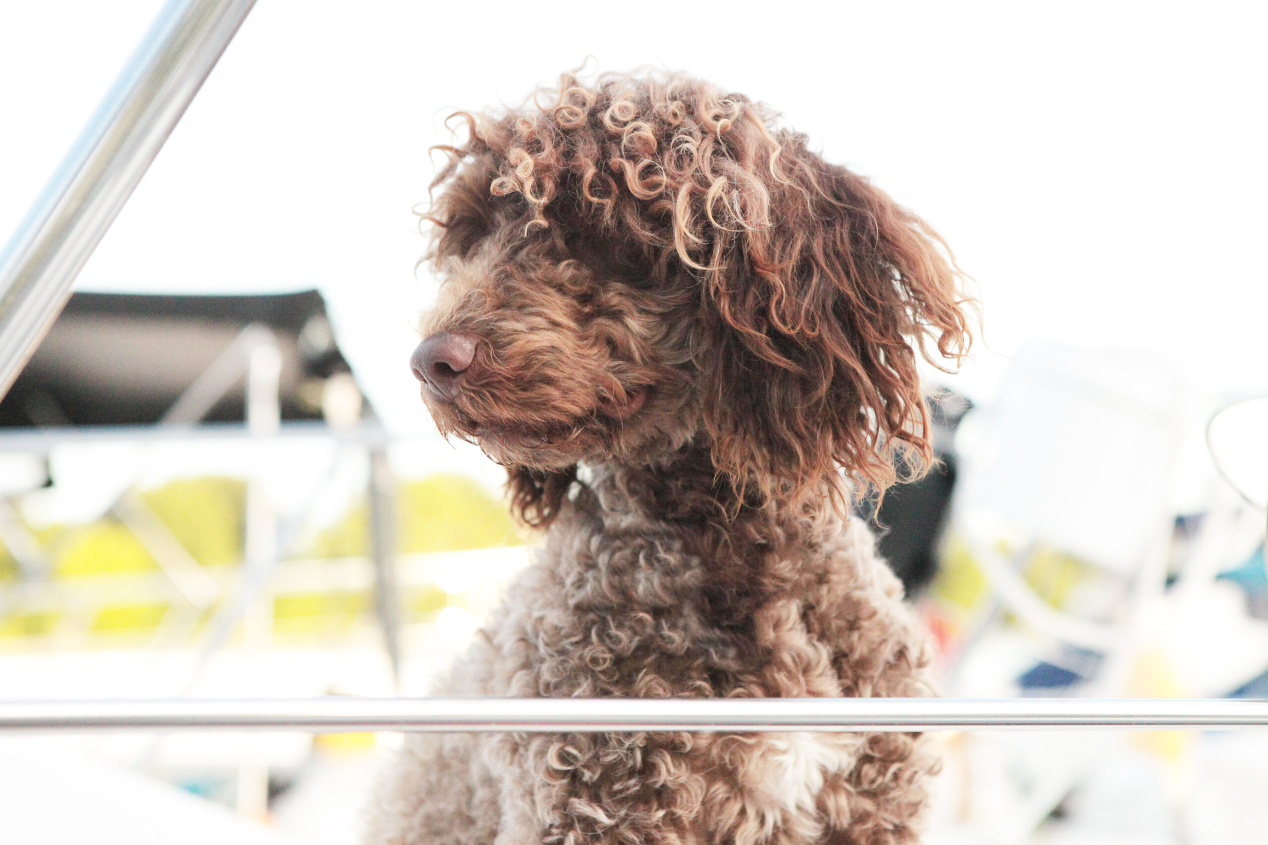 Capitol Pradaria O Mae Amarelo
