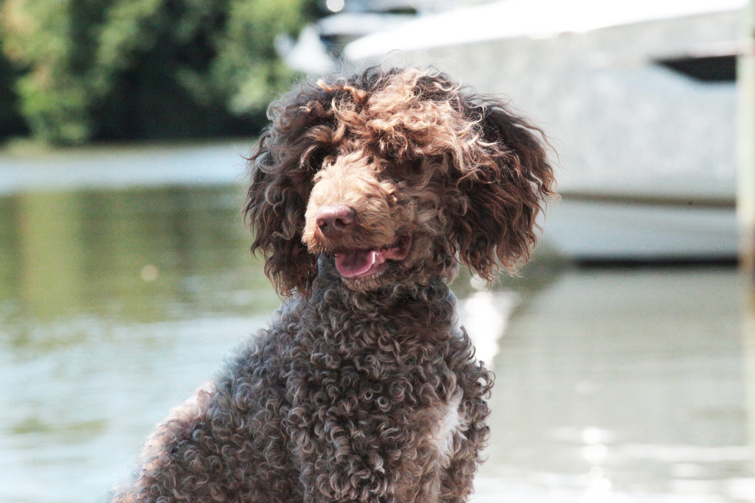 Capitol Pradaria O Mae Amarelo