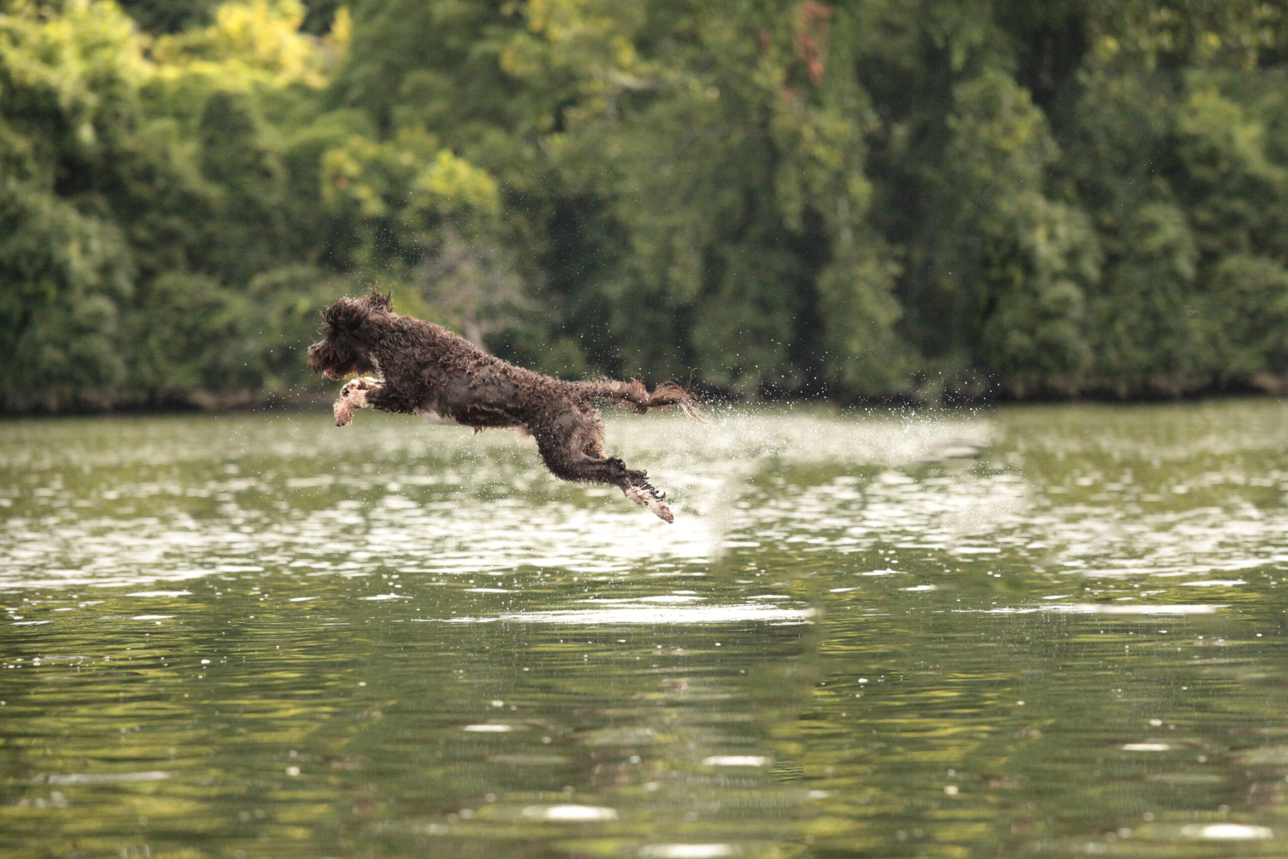 Capitol Herodotus O Rei