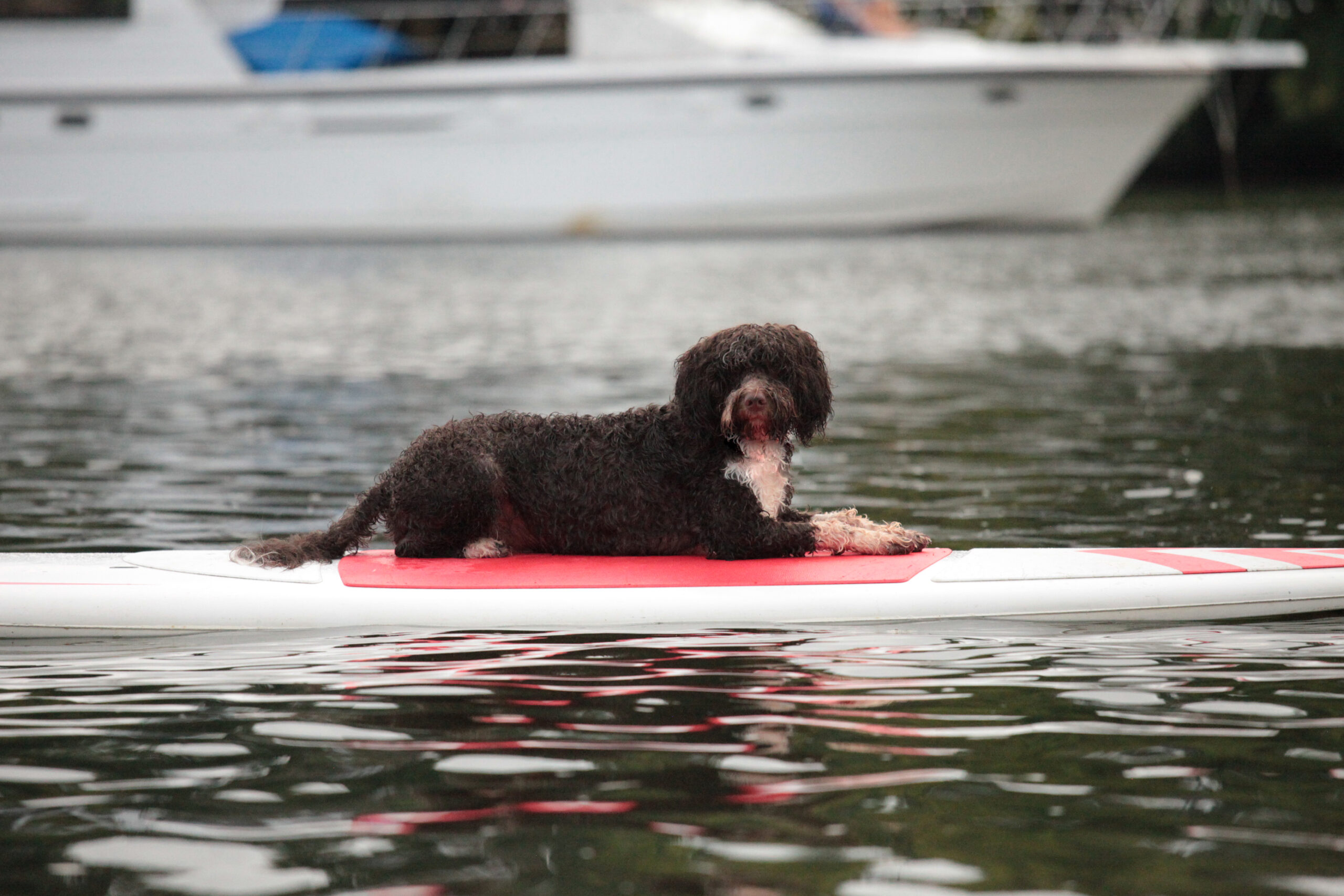 Capitol Herodotus O Rei