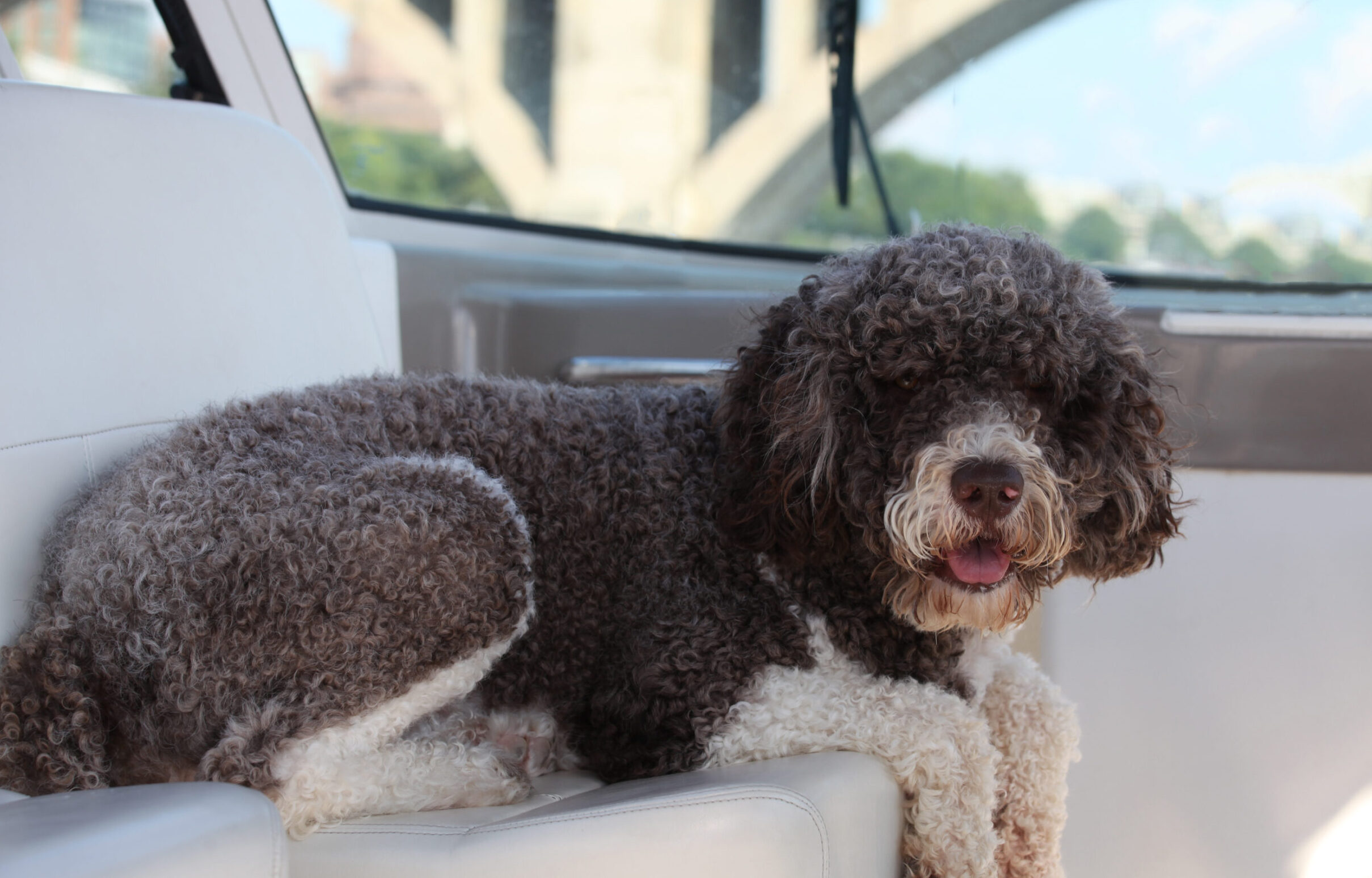 Capitol Jacques O Brincalhão