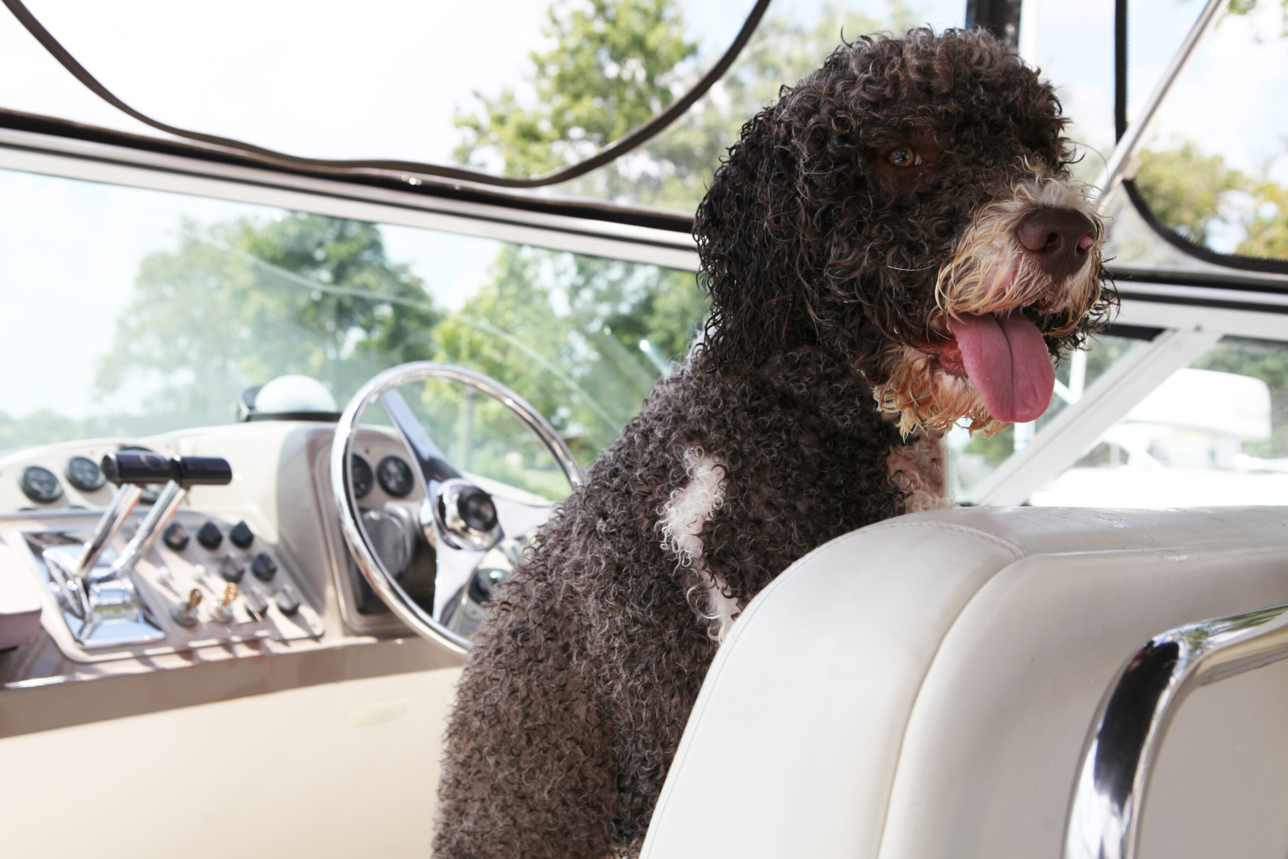 Capitol Jacques O Brincalhão