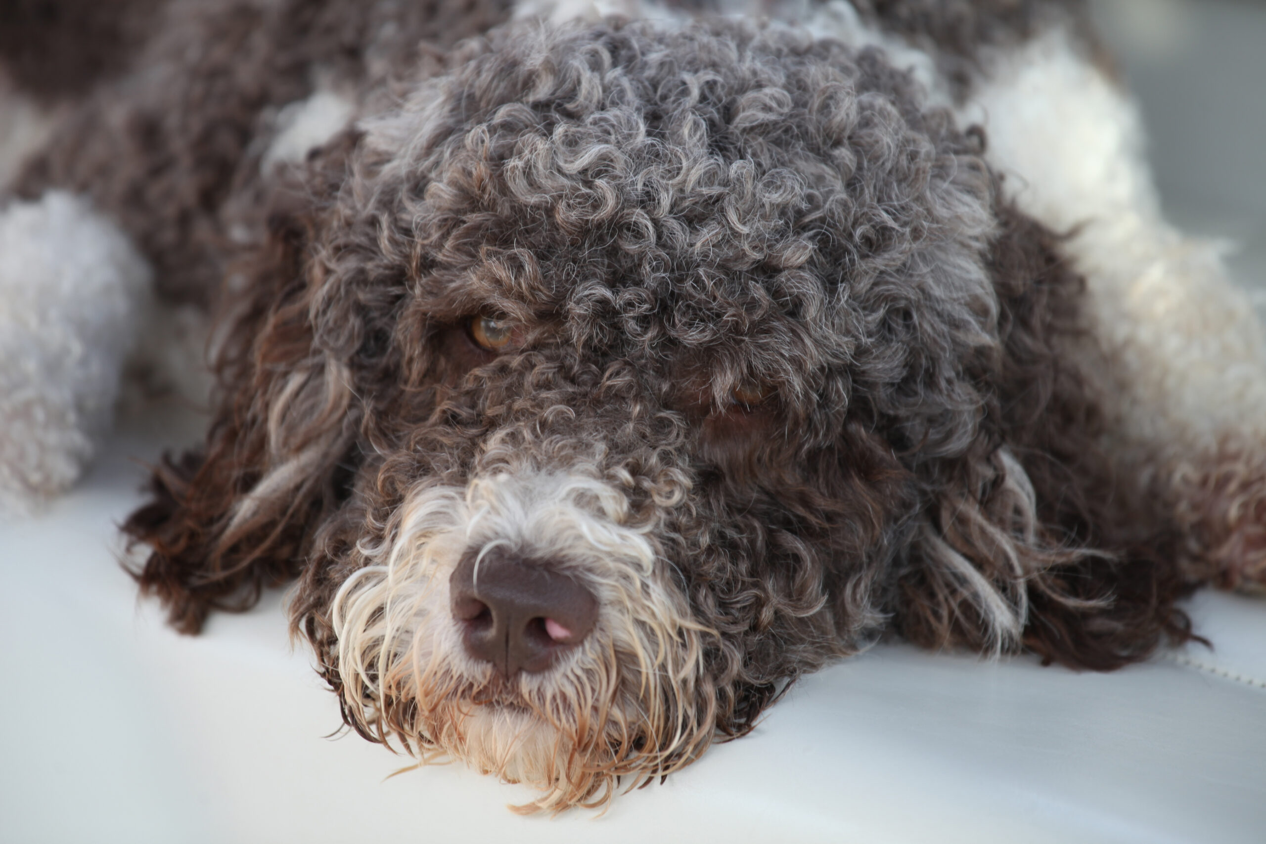 Capitol Jacques O Brincalhão