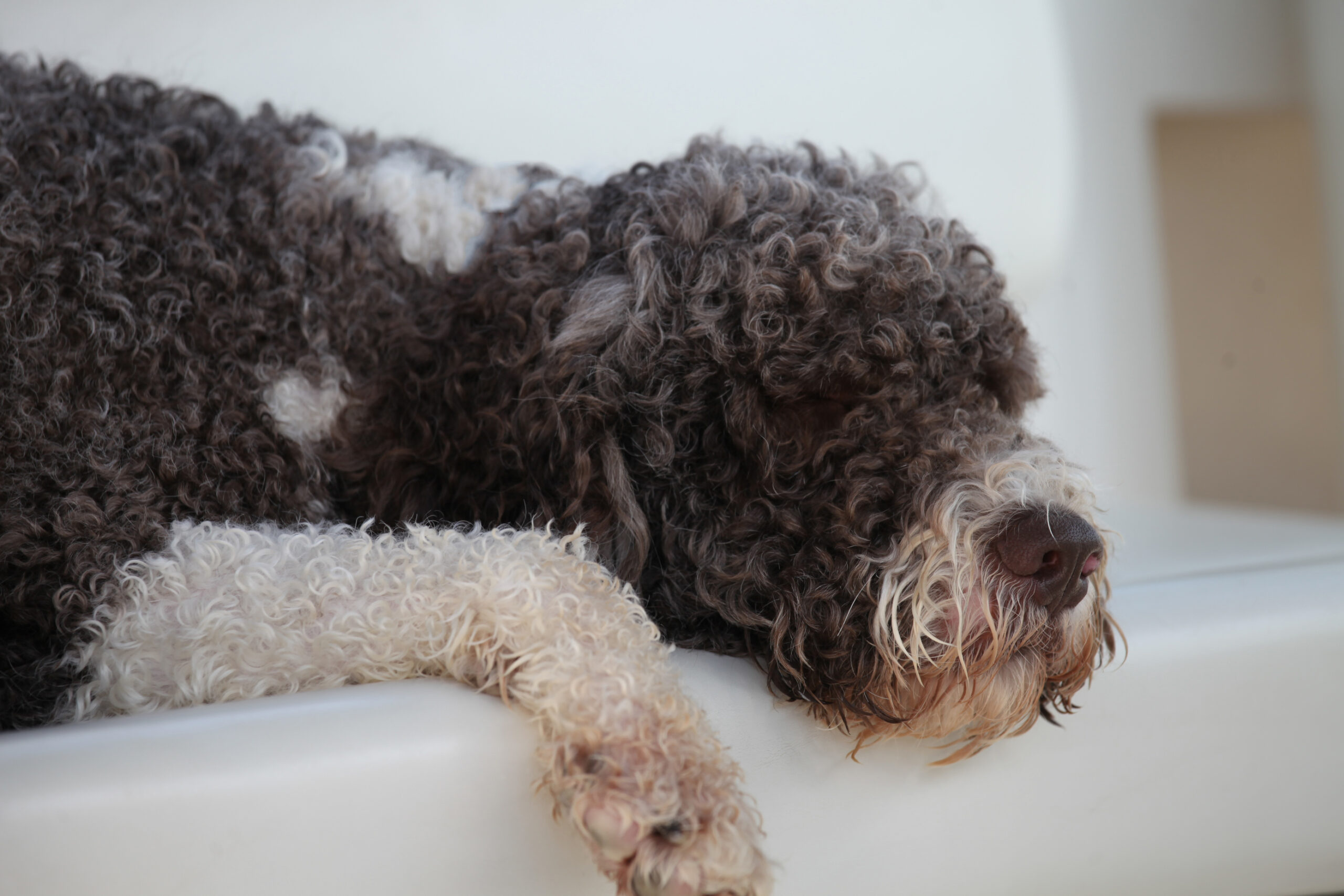 Capitol Jacques O Brincalhão