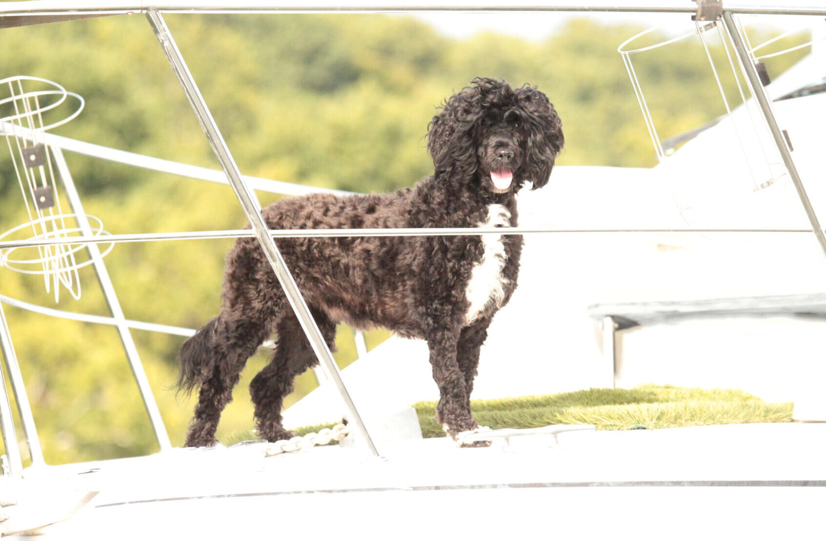 Capitol Marina O Bela Luar