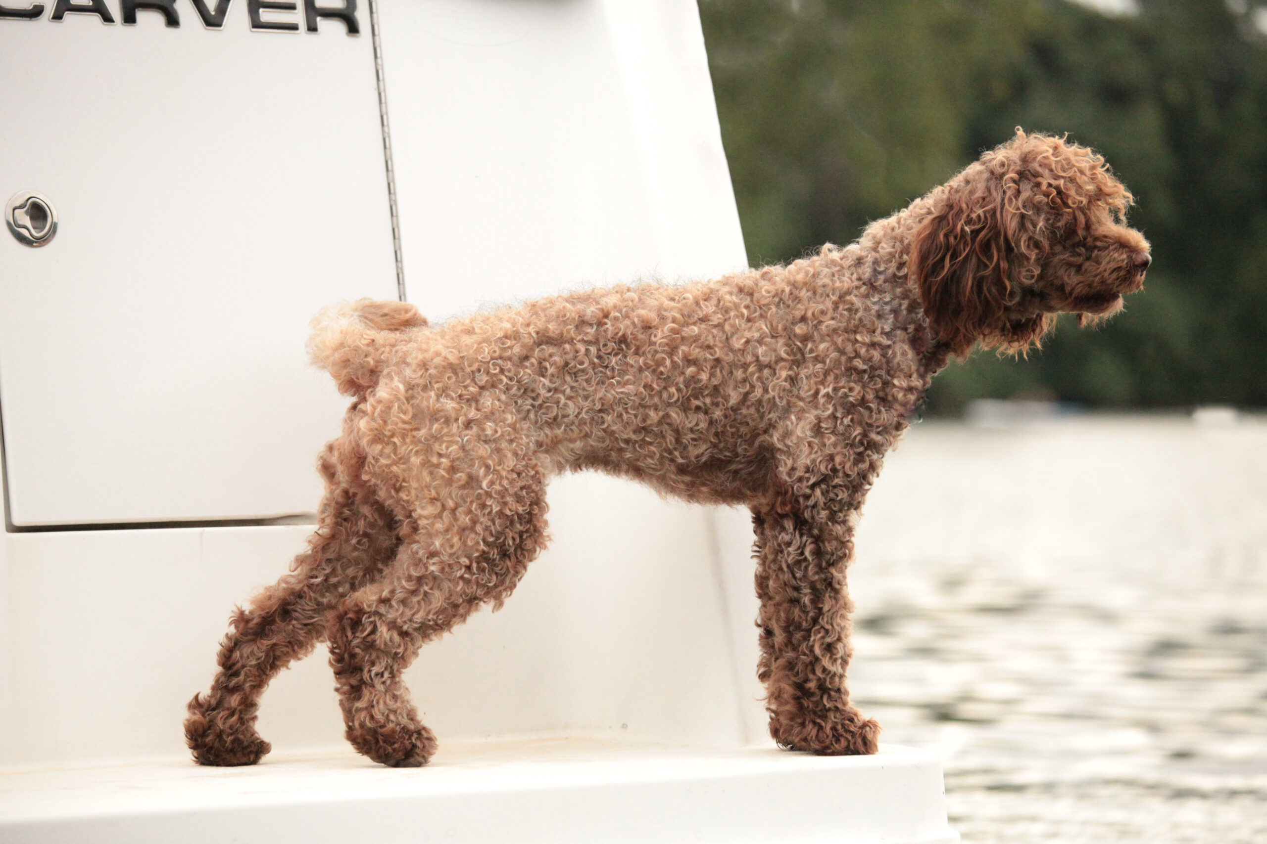 Capitol Pradaria O Mae Amarelo