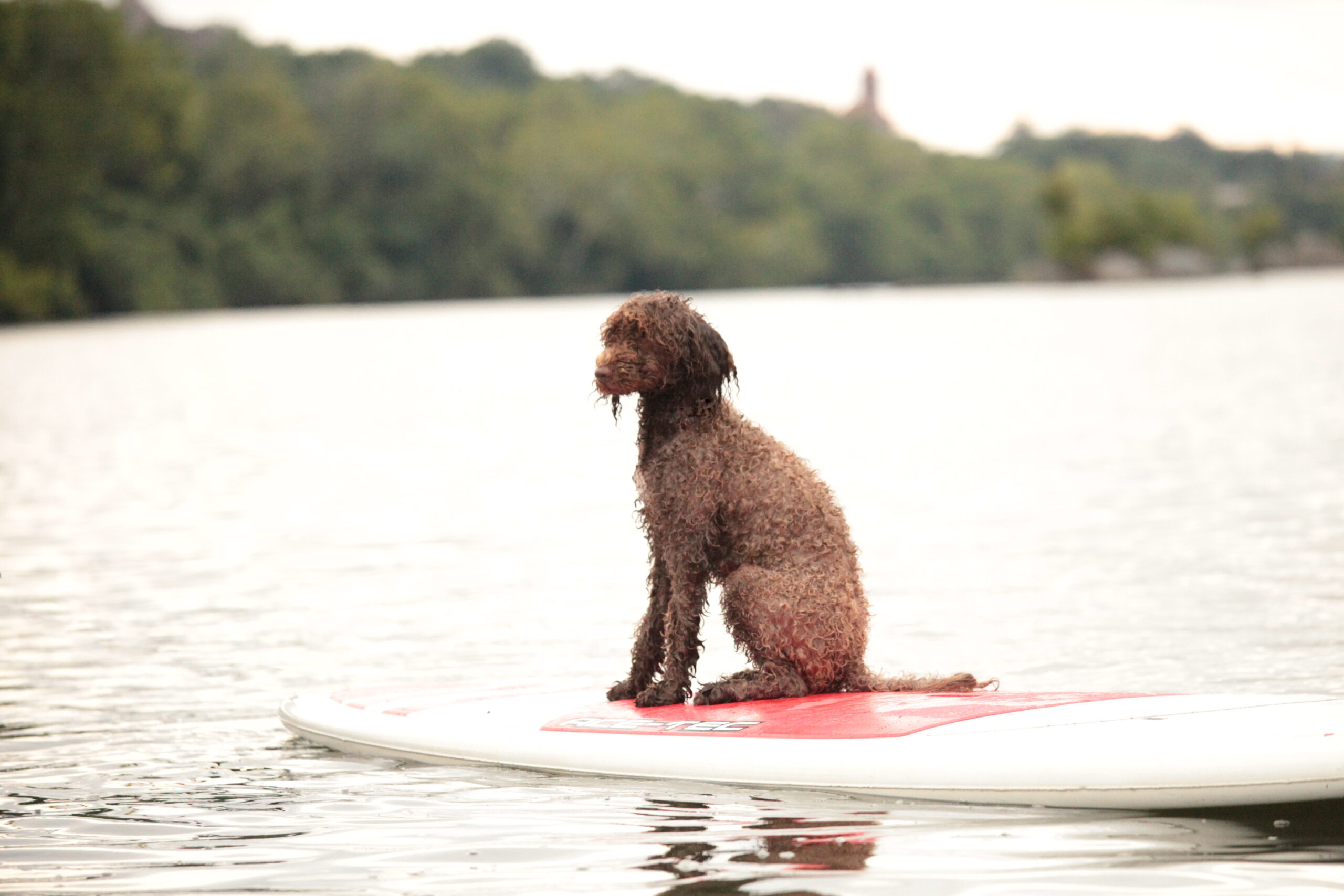 Capitol Pradaria O Mae Amarelo