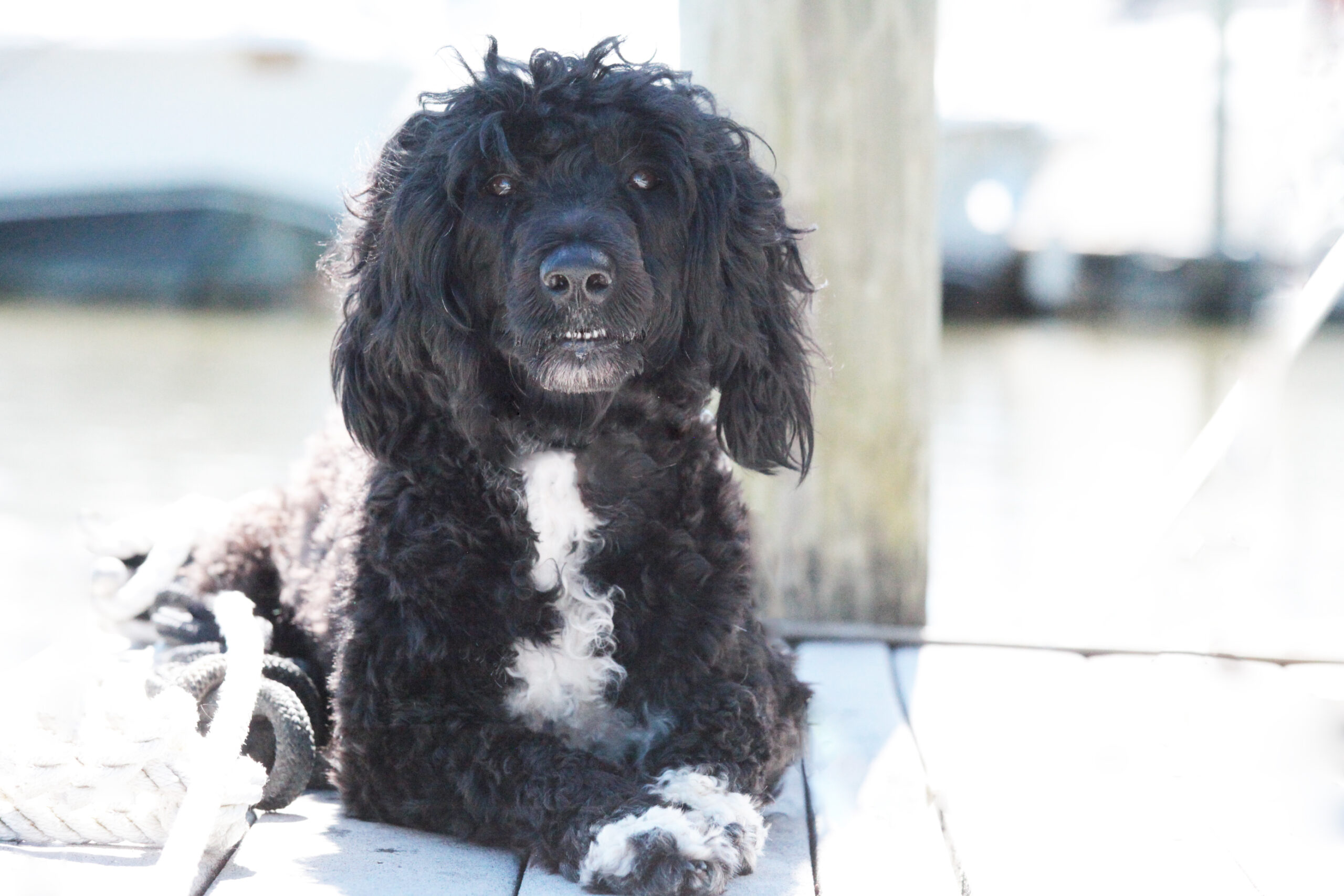 Capitol Marina O Bela Luar