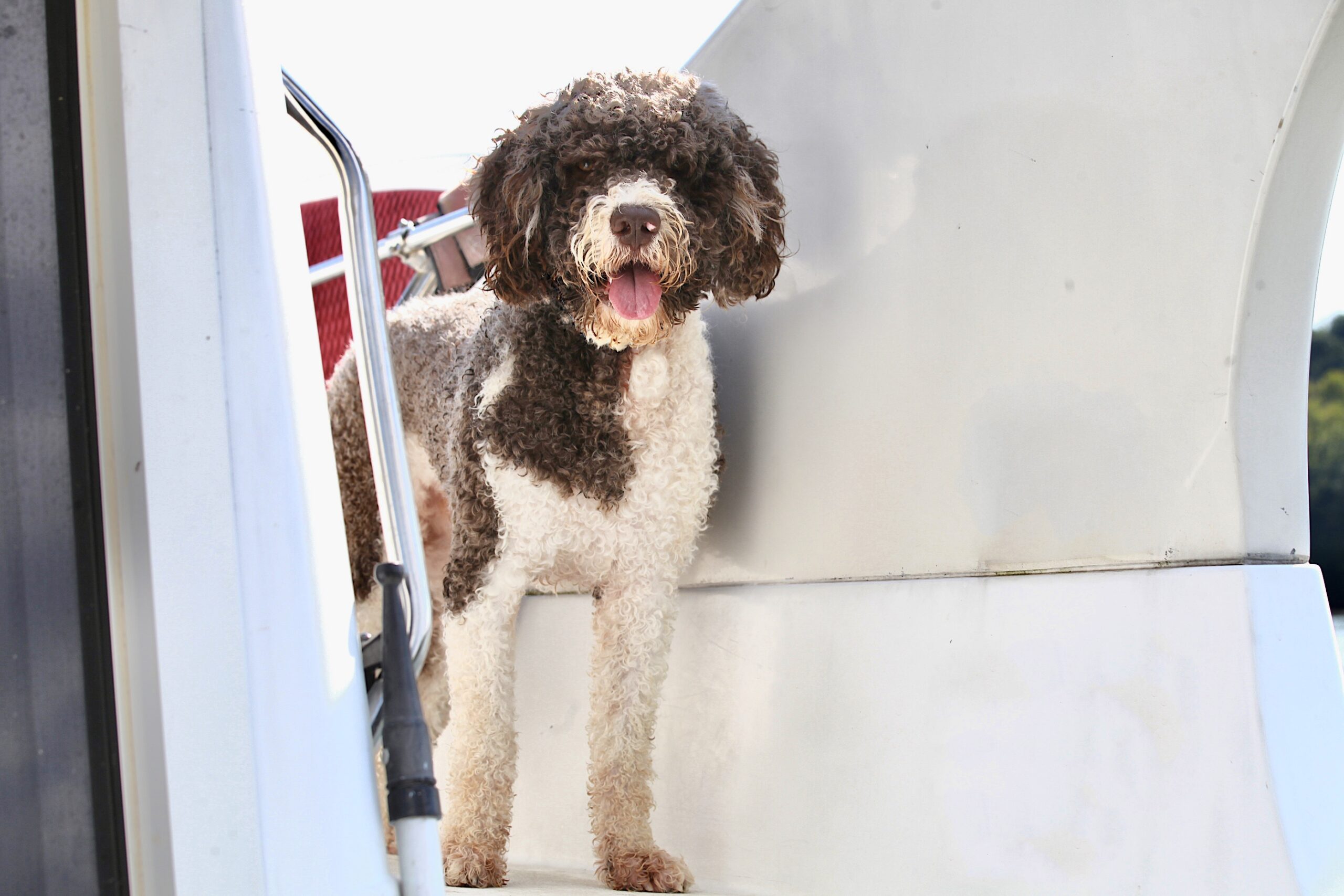 Capitol Jacques O Brincalhão