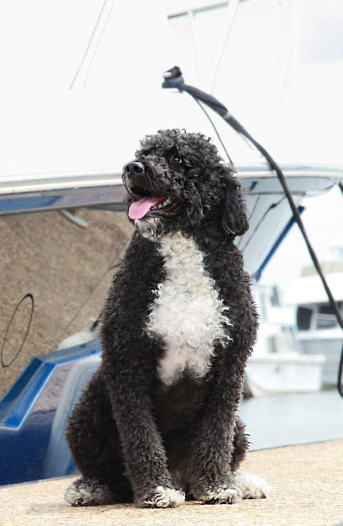 Alistairprofile-OUR PWDS