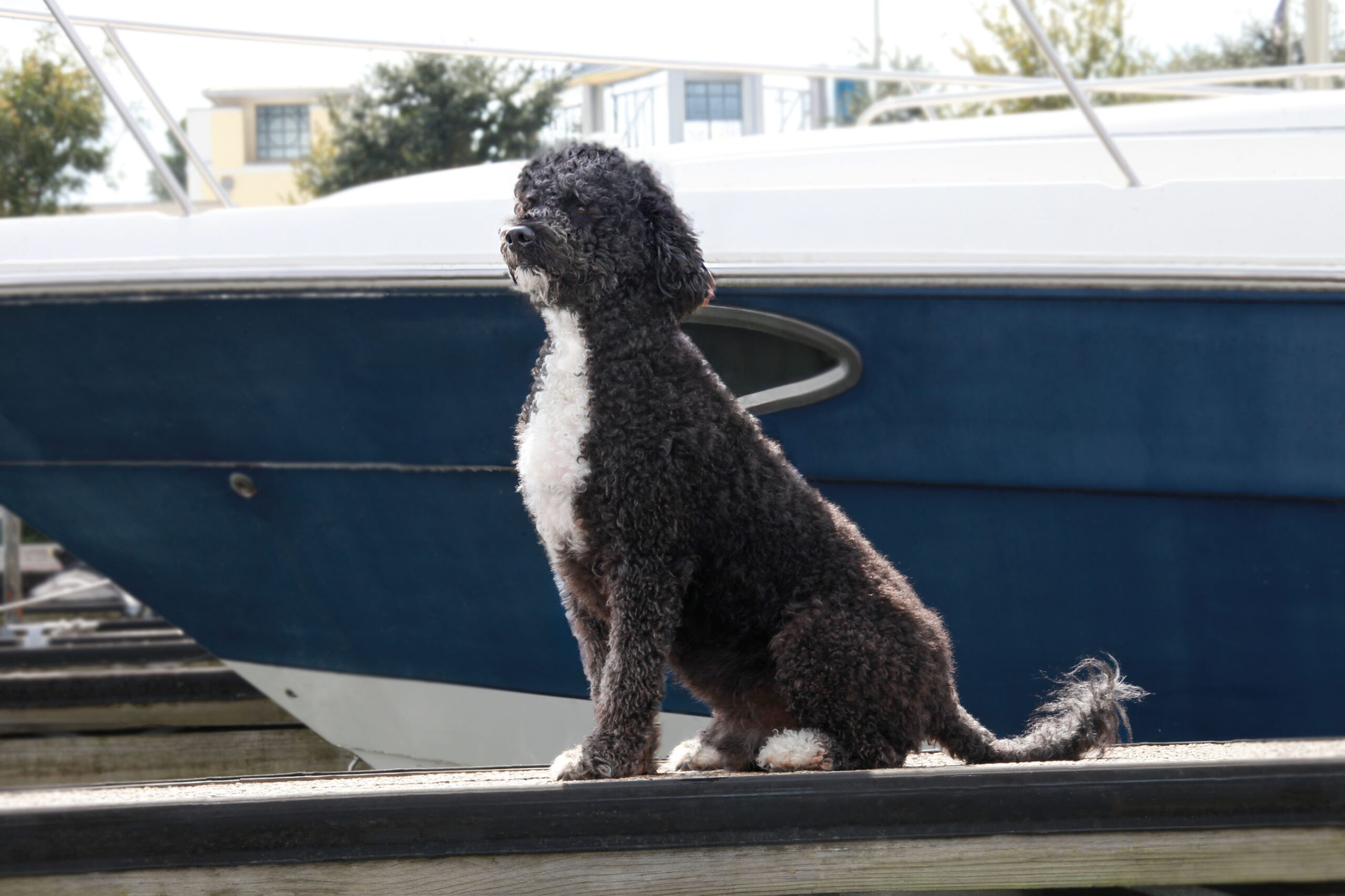 Capitol Alistair O Semblante