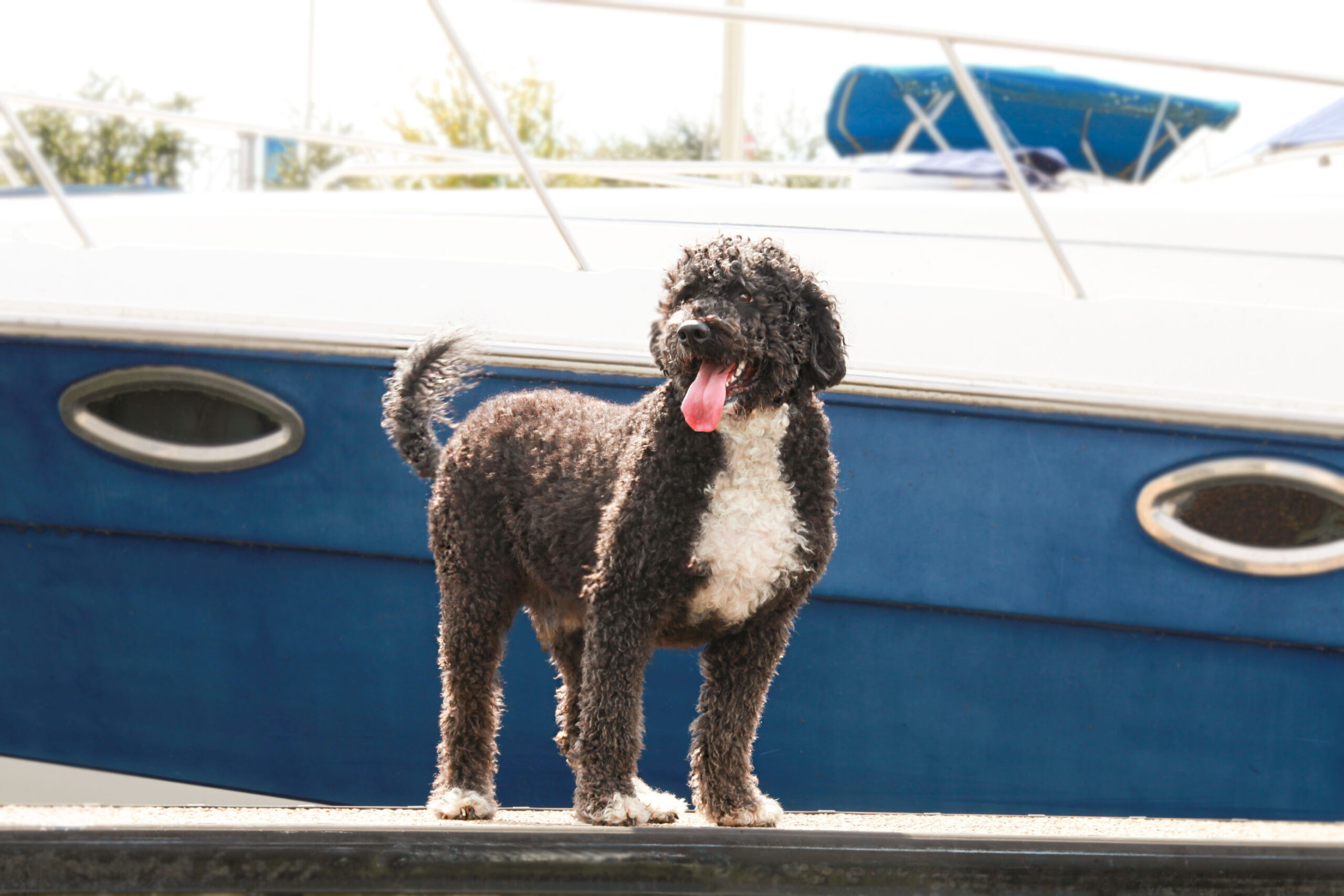 Capitol Alistair O Semblante