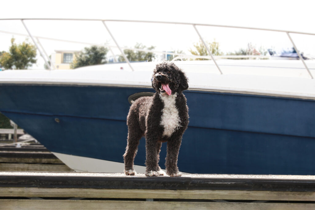 allistairgalleryedited1final