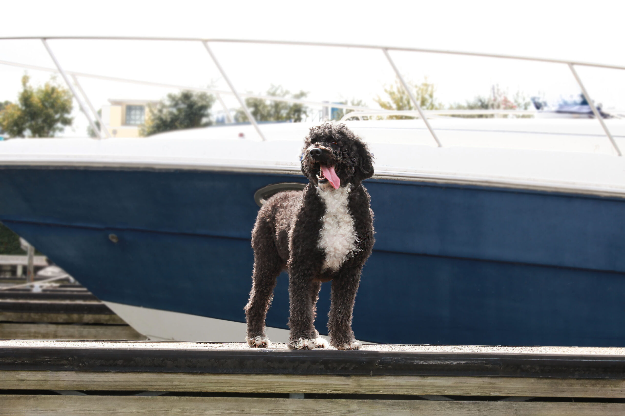 Capitol Alistair O Semblante