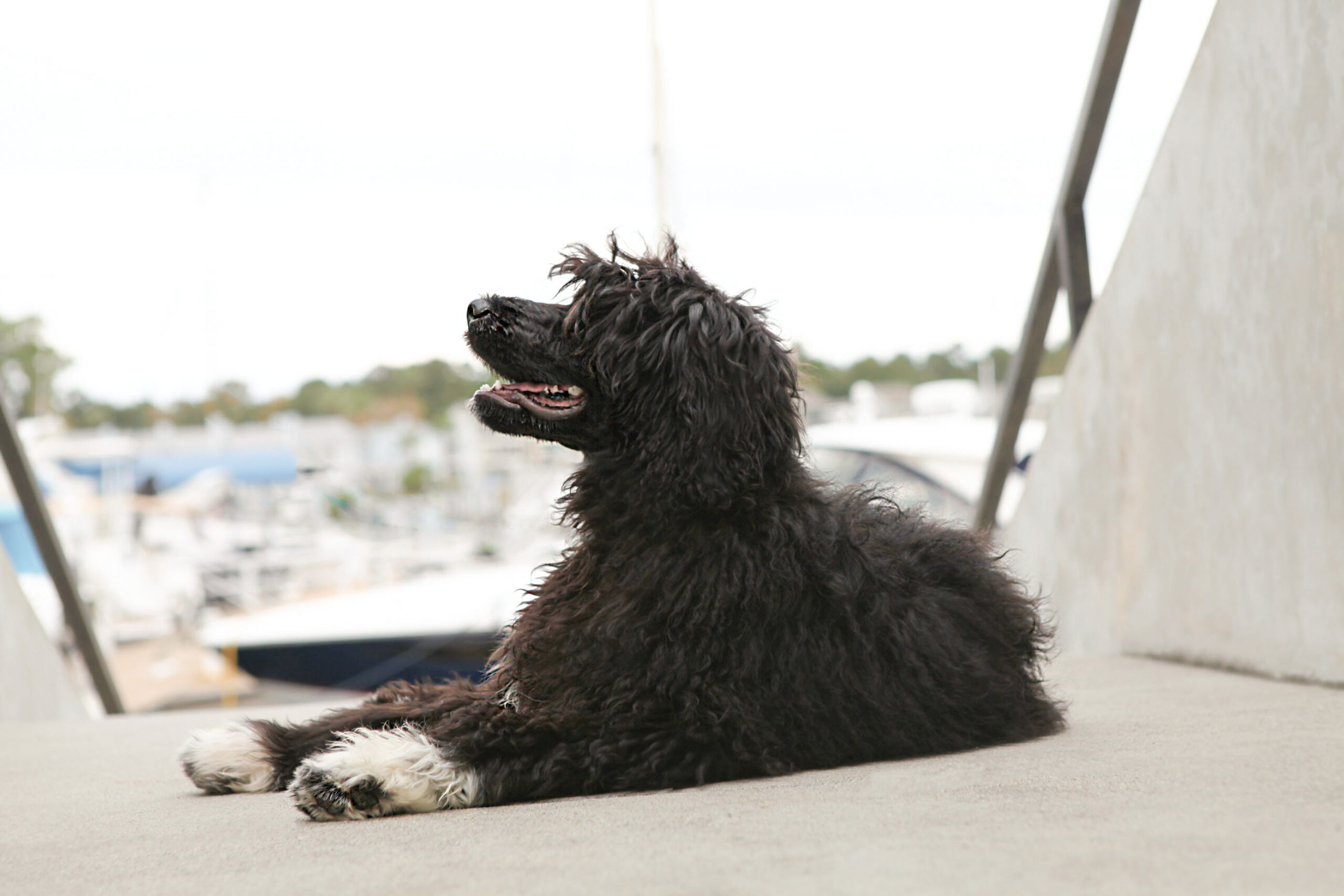 Capitol Virginia O Aluna De Rainha