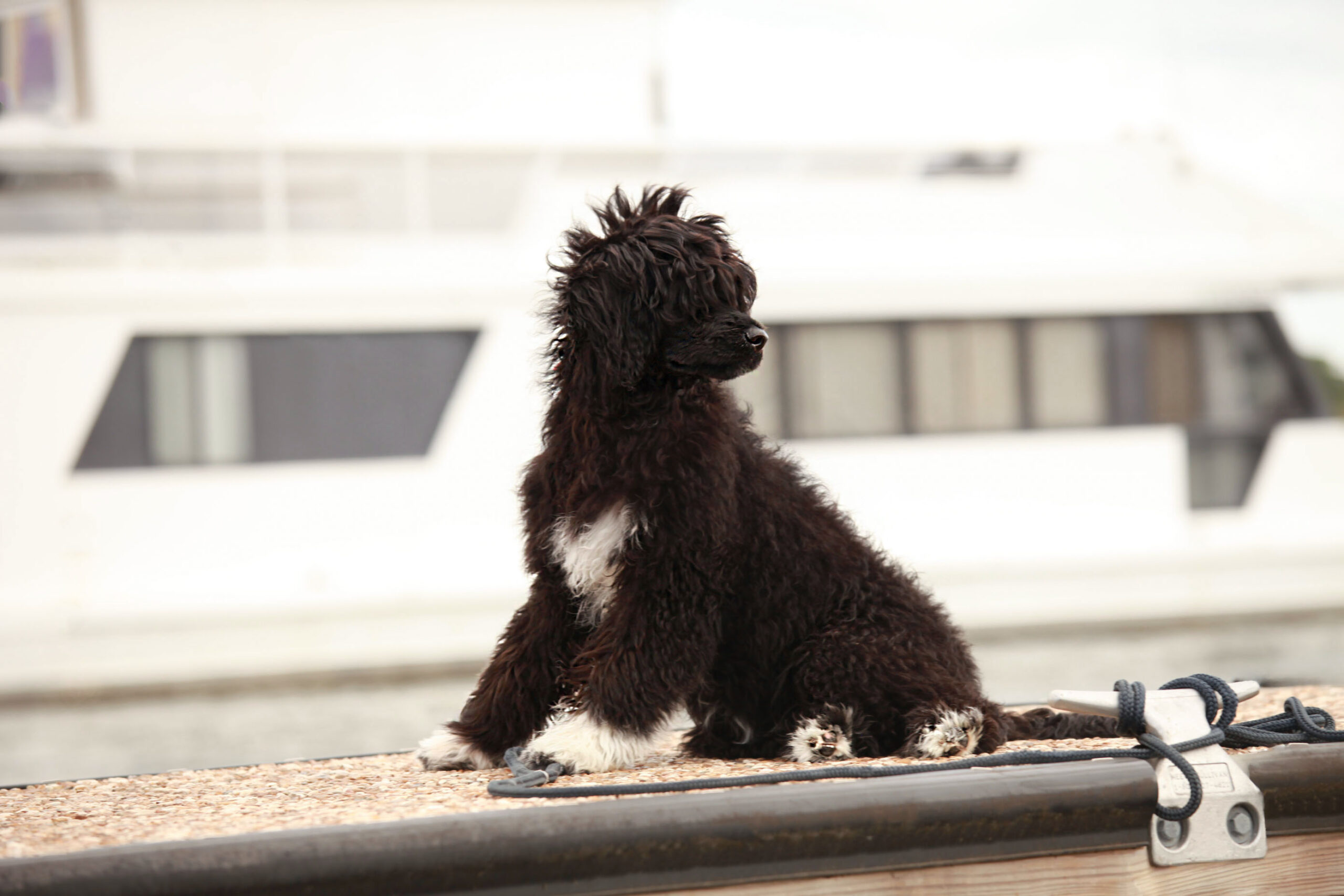 Capitol Virginia O Aluna De Rainha