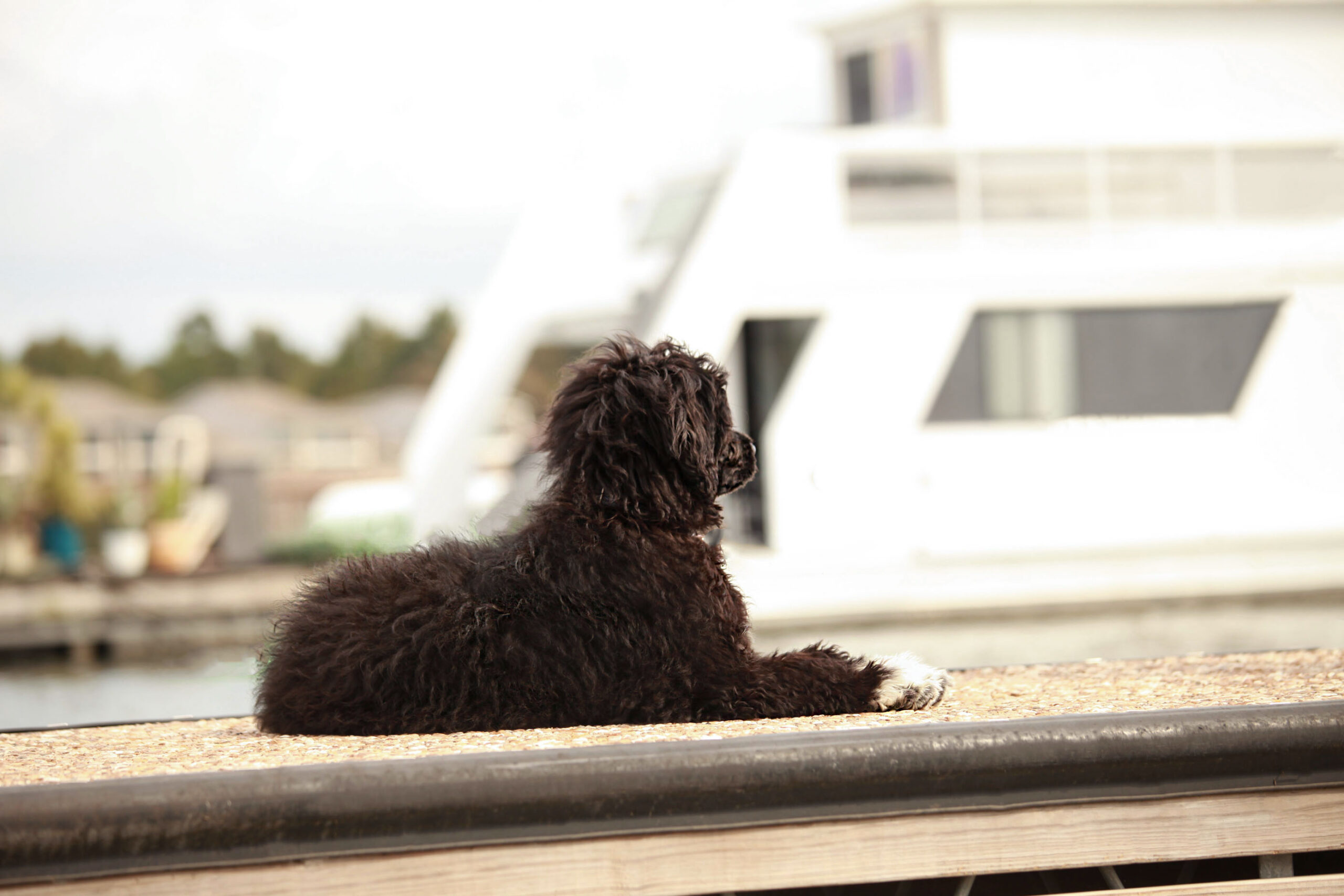 Capitol Virginia O Aluna De Rainha