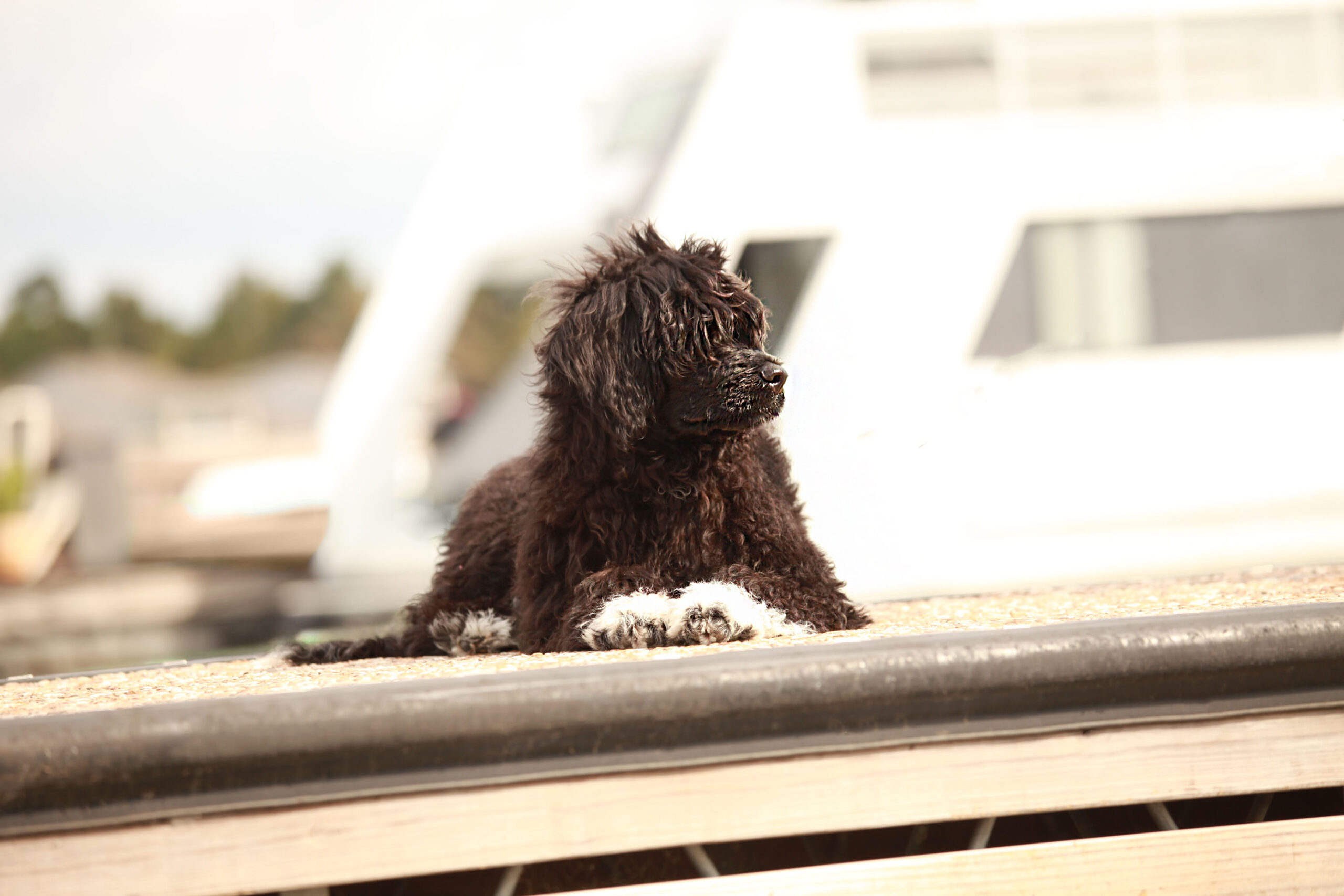 Capitol Virginia O Aluna De Rainha