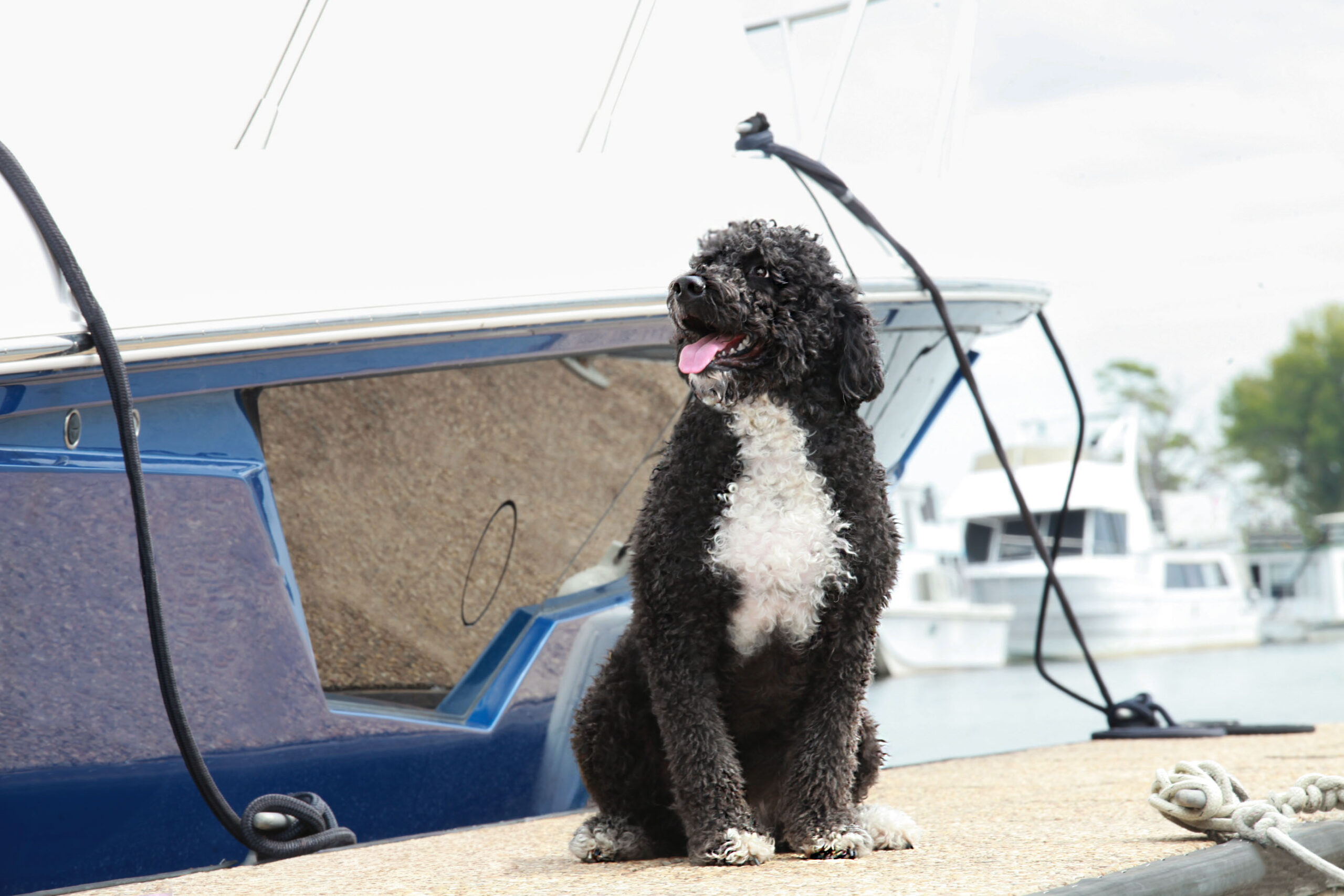 Capitol Alistair O Semblante